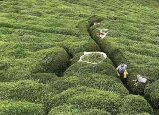 Türk çayı ihracatı 10 ayda 20 milyon dolara yaklaştı – Haberler news-22112024-231147