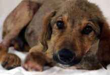 Amasya’da Köpeği Sürükleyen Kişiye 1500 TL Ceza! amasyada-kpei-srkleyen-kiiye-1500-tl-ceza