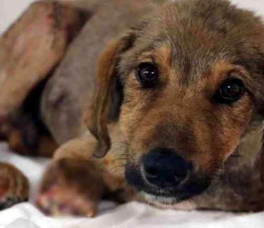 Amasya’da Köpeği Sürükleyen Kişiye 1500 TL Ceza! amasyada-kpei-srkleyen-kiiye-1500-tl-ceza