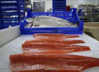 Doğu Karadeniz’den 2 Ayda 8,6 Milyon Dolarlık Türk Somon İhracatı dou-karadenizden-2-ayda-86-milyon-dolarlk-trk-somon-ihracat