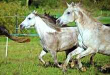 Almanya Araba Fiyatları Neden Türkiye’den Daha Ucuz? Almanya Araba Fiyatları Neden Türkiye'den Daha Ucuz?