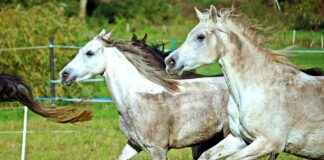 Almanya Araba Fiyatları Neden Türkiye’den Daha Ucuz? Almanya Araba Fiyatları Neden Türkiye'den Daha Ucuz?