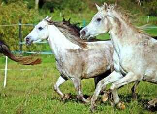 Almanya Araba Fiyatları Neden Türkiye’den Daha Ucuz? Almanya Araba Fiyatları Neden Türkiye'den Daha Ucuz?