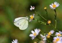 BDDK Memur Alım İlanları ve Memur Alım Şartları BDDK Memur Alım İlanları ve Memur Alım Şartları