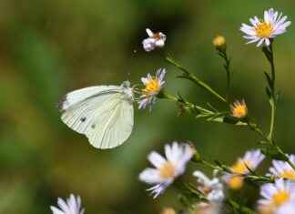 BDDK Memur Alım İlanları ve Memur Alım Şartları BDDK Memur Alım İlanları ve Memur Alım Şartları
