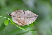 Biyolojik Bilimler Uzmanı Alım İlanları ve Şartları Biyolojik Bilimler Uzmanı Alım İlanları ve Şartları