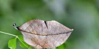 Biyolojik Bilimler Uzmanı Alım İlanları ve Şartları Biyolojik Bilimler Uzmanı Alım İlanları ve Şartları