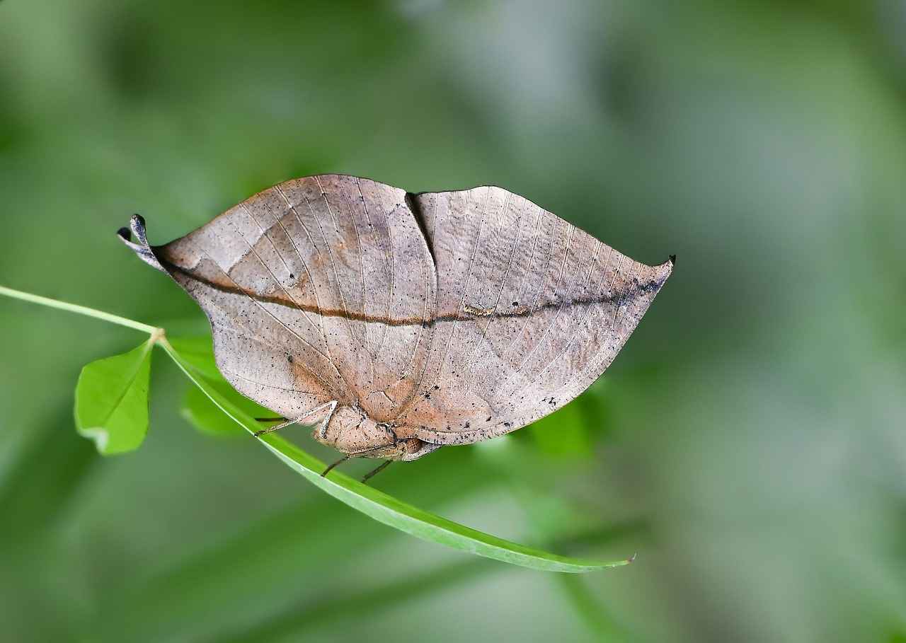 Biyolojik Bilimler Uzmanı Alım İlanları ve Şartları 1 Biyolojik Bilimler Uzmanı Nedir?