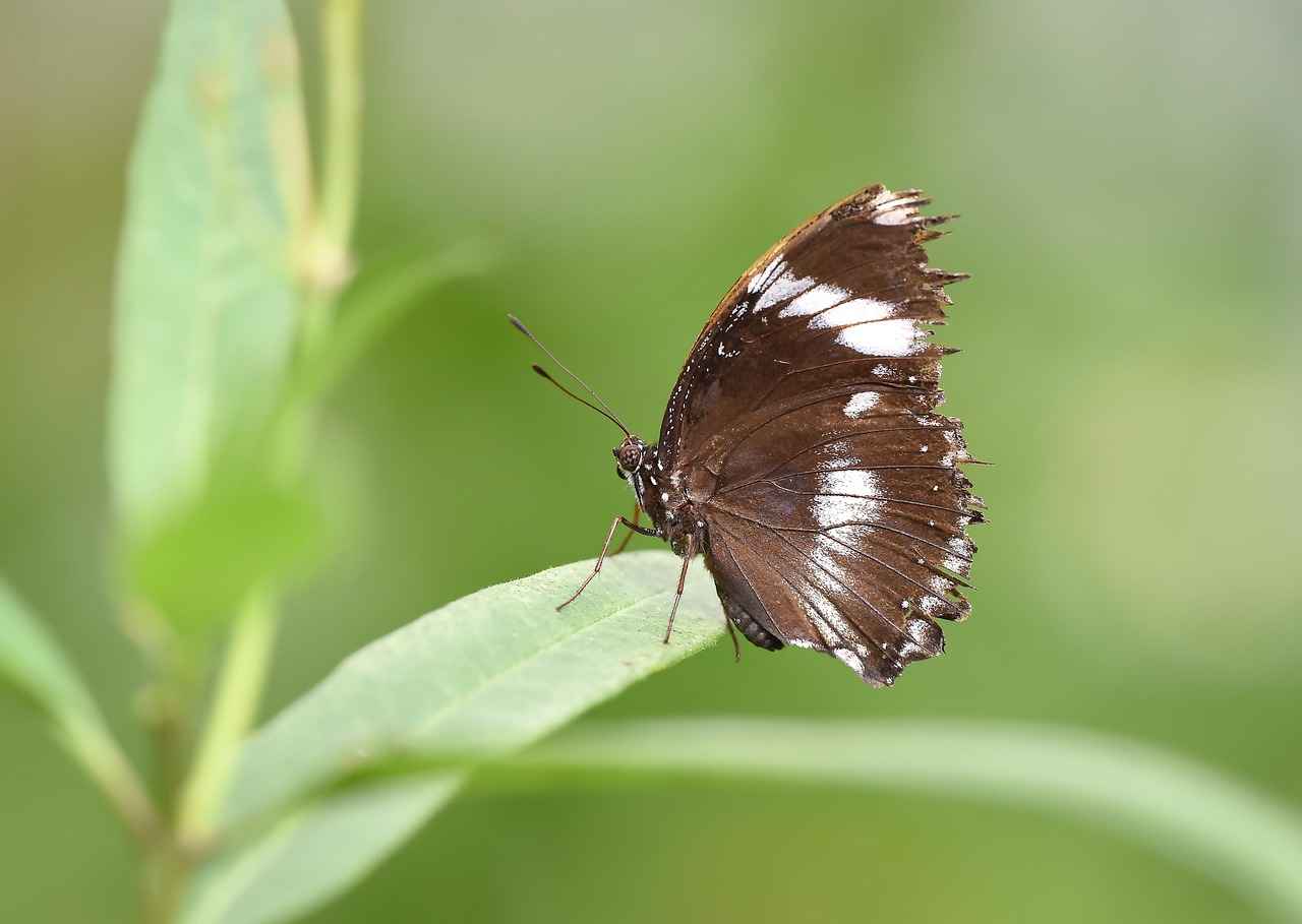 Biyolojik Bilimler Uzmanı Alım İlanları ve Şartları 4 Biyolojik Bilimler Uzmanları İçin İş İlanları Nerede Bulunur?