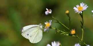 Biyomedikal Mühendisi Alım İlanları ve Şartları Biyomedikal Mühendisi Alım İlanları ve Şartları