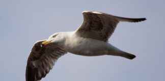 Çalışma ve Sosyal Güvenlik Bakanlığı Memur Alım İlanları ve Memur Alım Şartları Çalışma ve Sosyal Güvenlik Bakanlığı Memur Alım İlanları ve Memur Alım Şartları