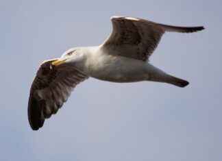 Çalışma ve Sosyal Güvenlik Bakanlığı Memur Alım İlanları ve Memur Alım Şartları Çalışma ve Sosyal Güvenlik Bakanlığı Memur Alım İlanları ve Memur Alım Şartları