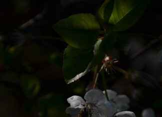 Çelenk Fiyatları Neye Göre Belirleniyor? Çelenk Fiyatları Neye Göre Belirleniyor?
