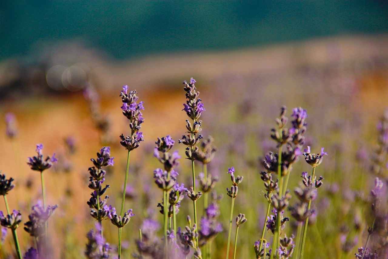 Çelenk Fiyatları Neye Göre Belirleniyor? 1 Çelenk Türleri ve Fiyat Farklılıkları