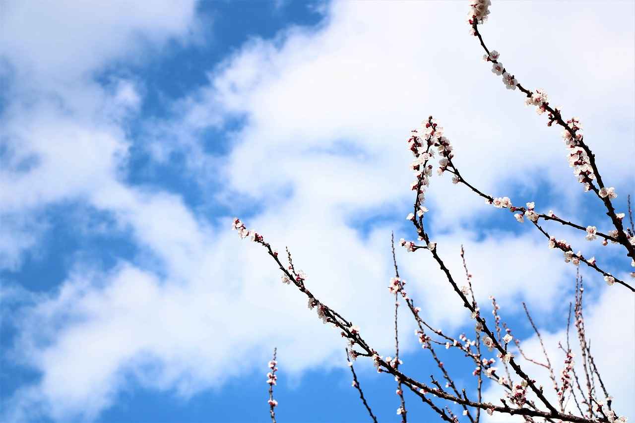 Çelenk Fiyatları Neye Göre Belirleniyor? 4 Özel Tasarım Çelenkler ve Fiyatları