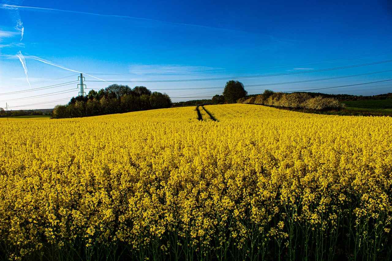 Çelenk Fiyatları Neye Göre Belirleniyor? 5 Pazar Araştırması ve Fiyat Belirleme