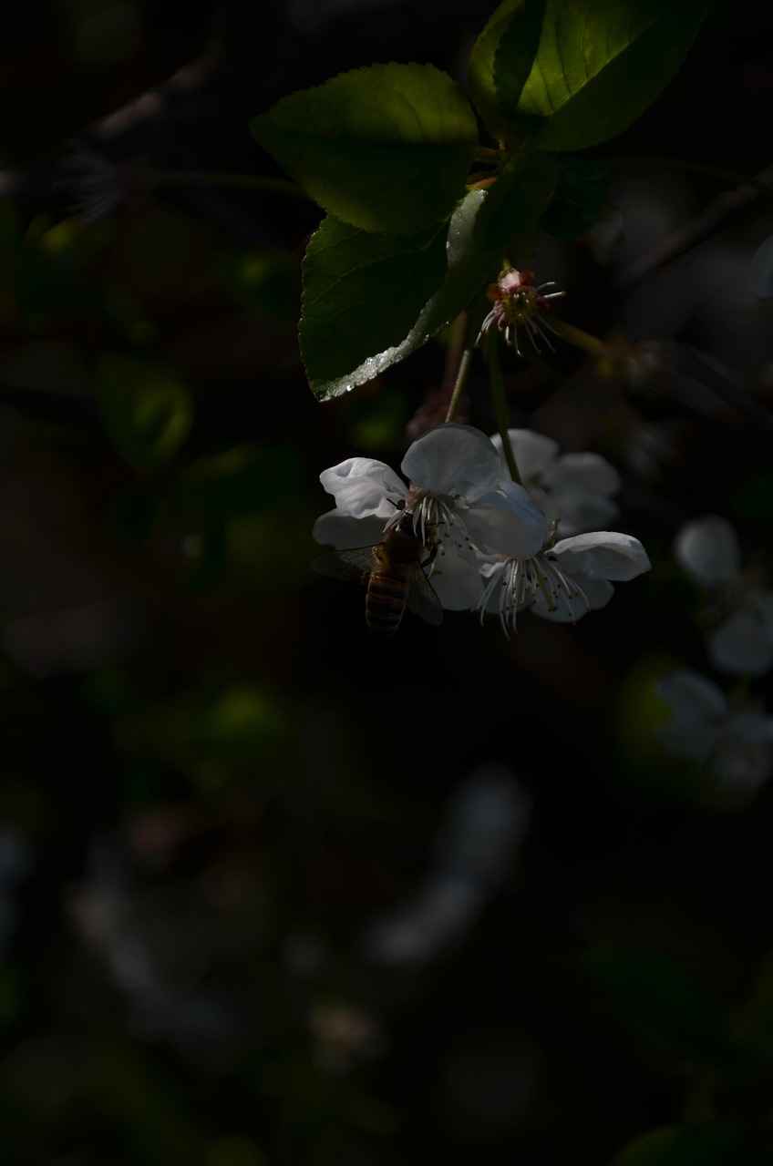 Çelenk Fiyatları Neye Göre Belirleniyor? 2 Malzeme Kalitesi ve Fiyat İlişkisi