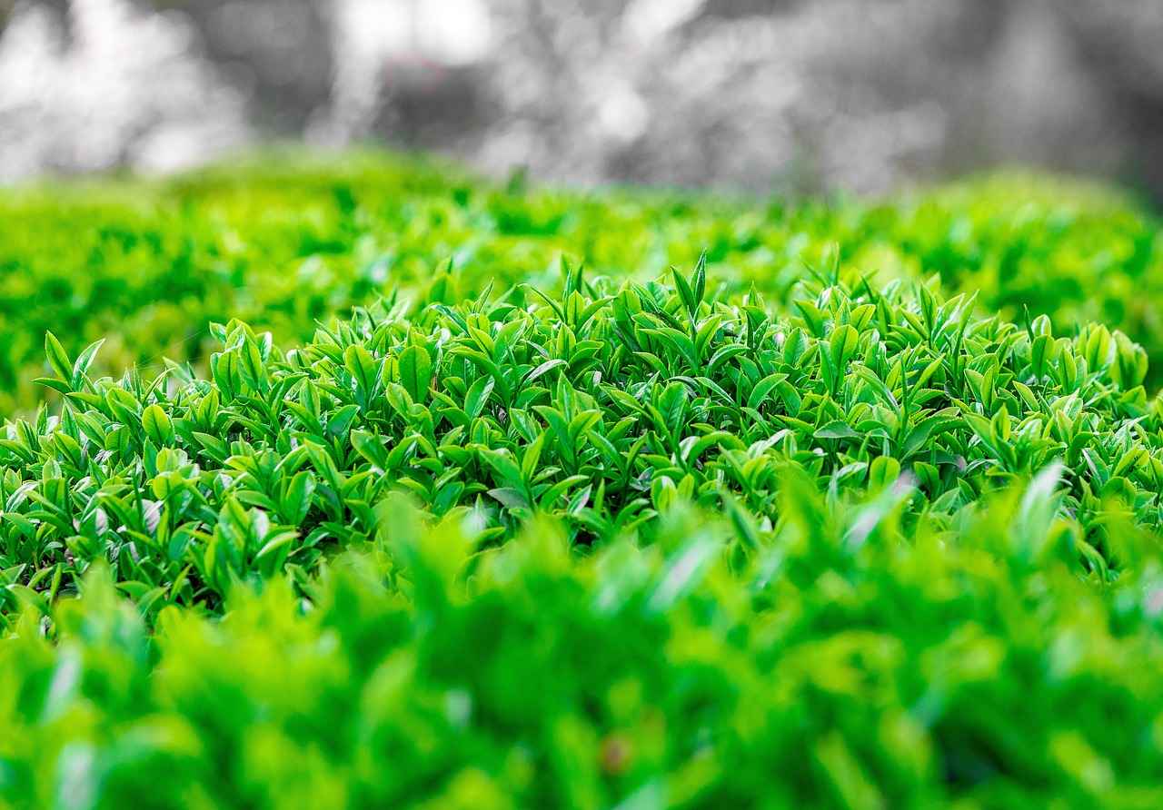 Çevre Mühendisi Alım İlanları ve Şartları 6 Çevre Mühendisi Olarak Kariyer Gelişimi