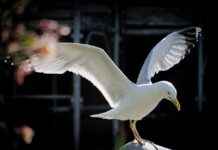 Çevre, Şehircilik ve İklim Değişikliği Bakanlığı Memur Alım İlanları ve Memur Alım Şartları Çevre, Şehircilik ve İklim Değişikliği Bakanlığı Memur Alım İlanları ve Memur Alım Şartları