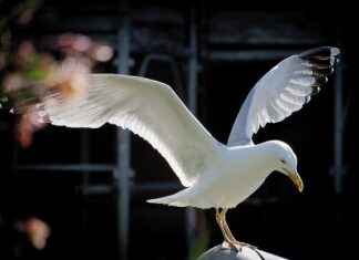 Çevre, Şehircilik ve İklim Değişikliği Bakanlığı Memur Alım İlanları ve Memur Alım Şartları Çevre, Şehircilik ve İklim Değişikliği Bakanlığı Memur Alım İlanları ve Memur Alım Şartları