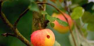 Çiftçi Alım İlanları ve Şartları Çiftçi Alım İlanları ve Şartları