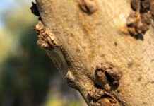 Dağıtıcı Alım İlanları ve Şartları Dağıtıcı Alım İlanları ve Şartları