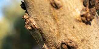 Dağıtıcı Alım İlanları ve Şartları Dağıtıcı Alım İlanları ve Şartları