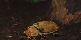 Dağıtım Şoförü Alım İlanları ve Şartları Dağıtım Şoförü Alım İlanları ve Şartları