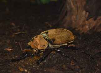 Dağıtım Şoförü Alım İlanları ve Şartları Dağıtım Şoförü Alım İlanları ve Şartları