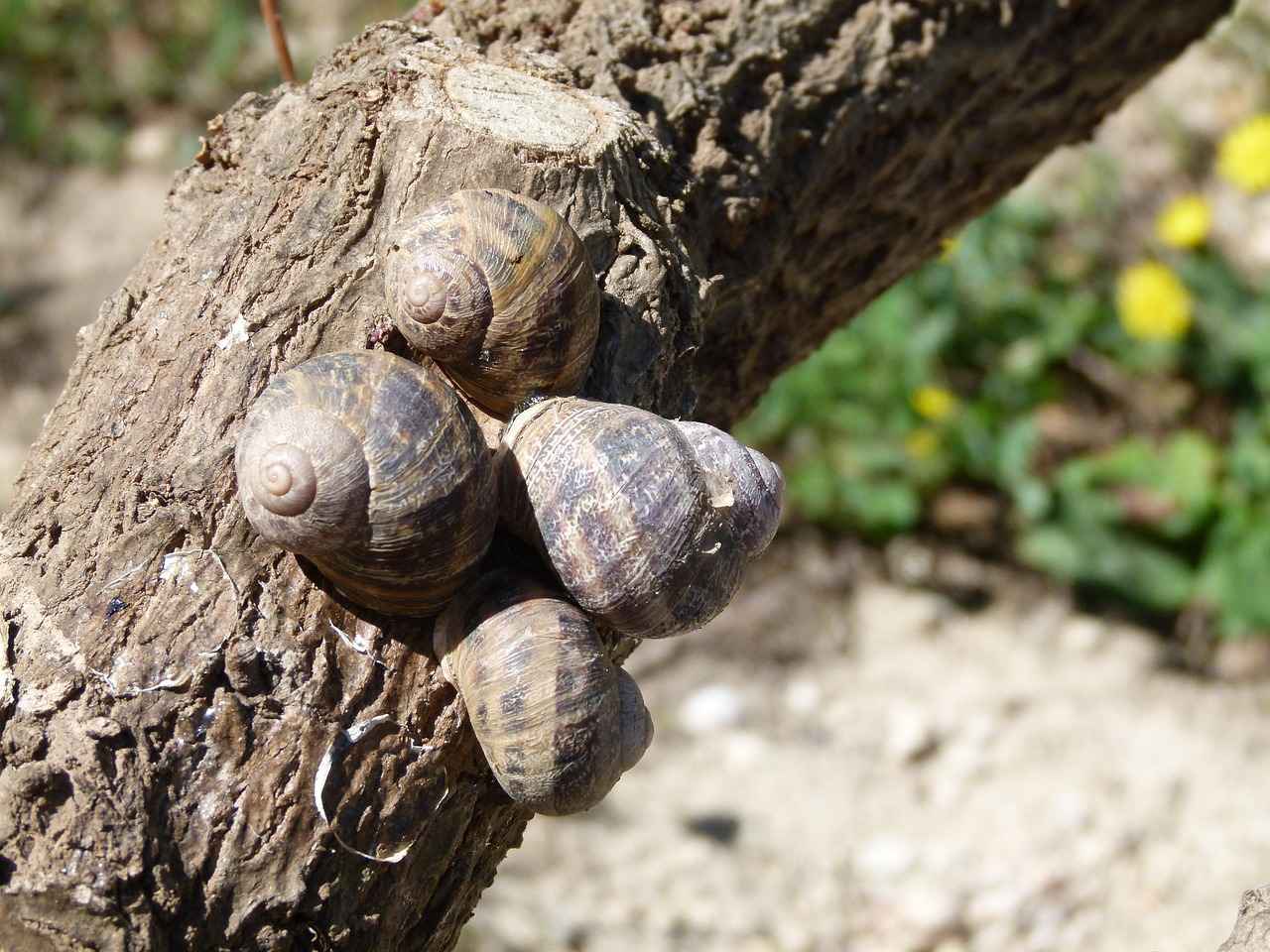 Dağıtım Şoförü Alım İlanları ve Şartları 3 Dağıtım Şoförü İş Tanımı
