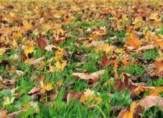 Deri Sanayi Uzmanı Alım İlanları ve Şartları Deri Sanayi Uzmanı Alım İlanları ve Şartları