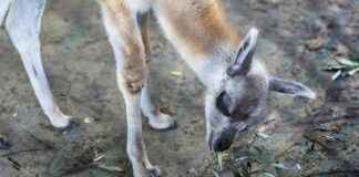 Devlet Su İşleri Genel Müdürlüğü Memur Alım İlanları ve Memur Alım Şartları Devlet Su İşleri Genel Müdürlüğü Memur Alım İlanları ve Memur Alım Şartları