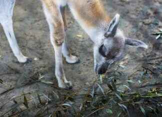 Devlet Su İşleri Genel Müdürlüğü Memur Alım İlanları ve Memur Alım Şartları Devlet Su İşleri Genel Müdürlüğü Memur Alım İlanları ve Memur Alım Şartları