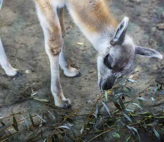 Devlet Su İşleri Genel Müdürlüğü Memur Alım İlanları ve Memur Alım Şartları Devlet Su İşleri Genel Müdürlüğü Memur Alım İlanları ve Memur Alım Şartları