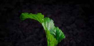 Dil Bilimci Alım İlanları ve Şartları Dil Bilimci Alım İlanları ve Şartları