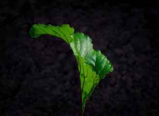 Dil Bilimci Alım İlanları ve Şartları Dil Bilimci Alım İlanları ve Şartları