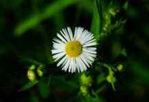 Dış Ticaret Uzmanı Alım İlanları ve Şartları Dış Ticaret Uzmanı Alım İlanları ve Şartları