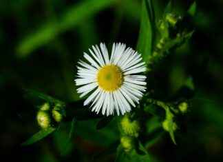 Dış Ticaret Uzmanı Alım İlanları ve Şartları Dış Ticaret Uzmanı Alım İlanları ve Şartları