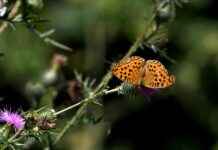 Dokuz Eylül Üniversitesi Memur Alım İlanları ve Memur Alım Şartları Dokuz Eylül Üniversitesi Memur Alım İlanları ve Memur Alım Şartları