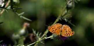 Dokuz Eylül Üniversitesi Memur Alım İlanları ve Memur Alım Şartları Dokuz Eylül Üniversitesi Memur Alım İlanları ve Memur Alım Şartları