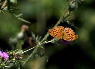 Dokuz Eylül Üniversitesi Memur Alım İlanları ve Memur Alım Şartları Dokuz Eylül Üniversitesi Memur Alım İlanları ve Memur Alım Şartları