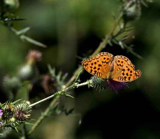 Dokuz Eylül Üniversitesi Memur Alım İlanları ve Memur Alım Şartları Dokuz Eylül Üniversitesi Memur Alım İlanları ve Memur Alım Şartları