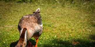 Ebe Memur Alım İlanları ve Şartları Ebe Memur Alım İlanları ve Şartları