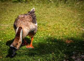 Ebe Memur Alım İlanları ve Şartları Ebe Memur Alım İlanları ve Şartları