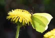 Eğitim Uzmanı Alım İlanları ve Şartları Eğitim Uzmanı Alım İlanları ve Şartları