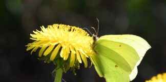 Eğitim Uzmanı Alım İlanları ve Şartları Eğitim Uzmanı Alım İlanları ve Şartları