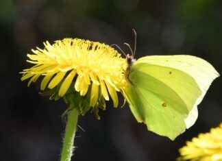 Eğitim Uzmanı Alım İlanları ve Şartları Eğitim Uzmanı Alım İlanları ve Şartları
