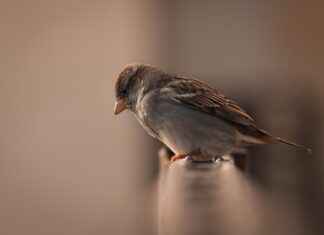 Enerji ve Tabii Kaynaklar Bakanlığı Memur Alım İlanları ve Memur Alım Şartları Enerji ve Tabii Kaynaklar Bakanlığı Memur Alım İlanları ve Memur Alım Şartları