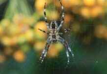 Engelliler İçin Memur Alım İlanları ve Şartları Engelliler İçin Memur Alım İlanları ve Şartları