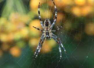 Engelliler İçin Memur Alım İlanları ve Şartları Engelliler İçin Memur Alım İlanları ve Şartları